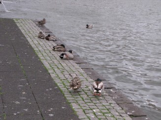 Islanda-Reykjavik o destinatie de top