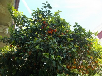 portocalii plini de fructe