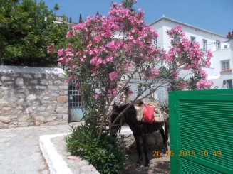 un catar parcat la umbra unui leandru