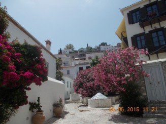 urcarea a fost rasplatita de o oaza de flori