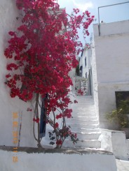 florile rasar din piatra...