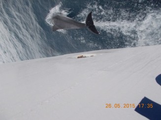 delfinii care ne-au insotit o perioada de drum