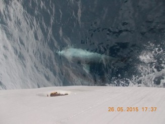 prinderea in poza n-a fost usoara