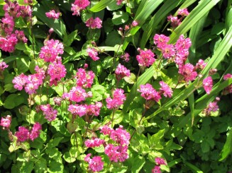 Irlanda, Connemara, splendid parc natural si istorie zbuciumata,