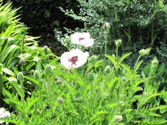 Irlanda, Connemara, splendid parc natural si istorie zbuciumata,