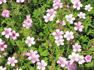 Irlanda, Connemara, splendid parc natural si istorie zbuciumata,