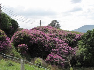 Irlanda, Connemara, splendid parc natural si istorie zbuciumata,