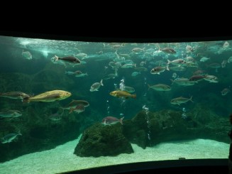 Acvariul din Creta
