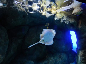 Acvariul din Creta