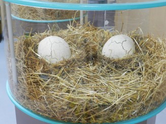 Dinosauria Park - inapoi in ere demult apuse