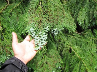 Irlanda, Dublin, Castelul Malahide, exemplu de longevitate pentru o dinastie
