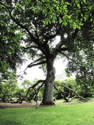 Irlanda, Dublin, Castelul Malahide, exemplu de longevitate pentru o dinastie