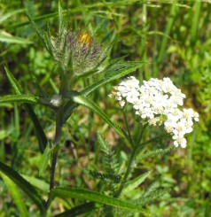 Flora Salbatica in Cheile Tisitei