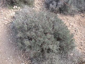 Blue lagoon in varianta malteza