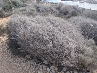 Blue lagoon in varianta malteza