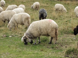 Telescaunul din Statiunea Borsa. Cascada Cailor.