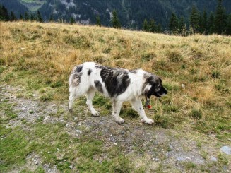 Telescaunul din Statiunea Borsa. Cascada Cailor.