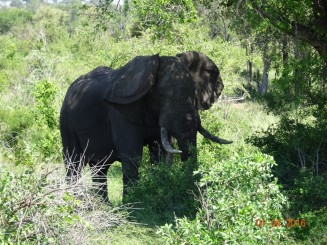 Parcul National Kruger