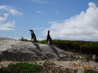 Rezervatia de pinguini africani