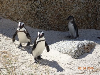 Rezervatia de pinguini africani