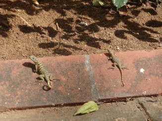 Galeria de Arta Moderna- gradina