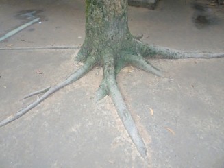 Templu Cao Dai şi Tunelurile Subterane Cu Chi