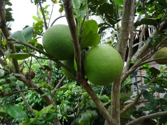 Pomelo