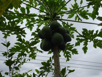 Papaya