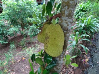 Jack Fruit