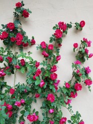 2017 - Milano - Navigli