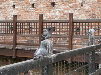 2017 - Milano - Castelul Sforzesco