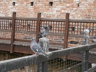 2017 - Milano - Castelul Sforzesco