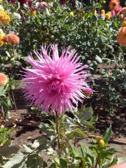 Coasta de Vest a S.U.A