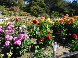 Coasta de Vest a S.U.A