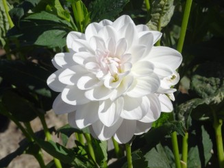 Coasta de Vest a S.U.A