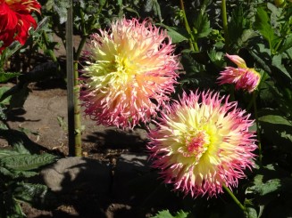 Coasta de Vest a S.U.A