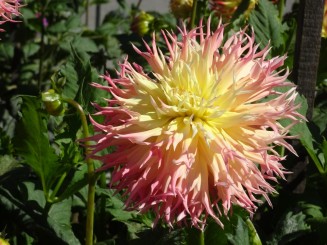 Coasta de Vest a S.U.A