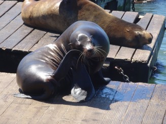 Coasta de Vest a S.U.A