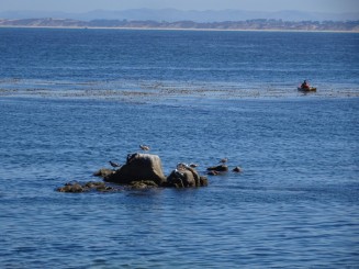 Monterey-Mile 17 Drive-Carmel by the See
