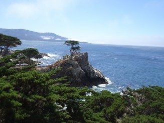 Chiparosul Singuratic