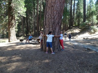 Un sequoia mai tinerel