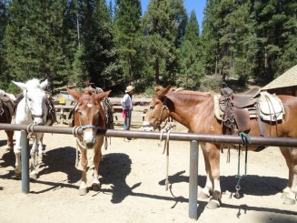 Pioneer Historycal Center