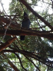Picnic în Yosemite National Park