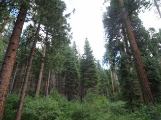 Picnic în Yosemite National Park