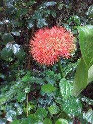 Kilimanjaro - Muntele Sfios