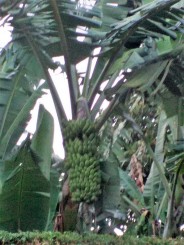 Kilimanjaro - Muntele Sfios