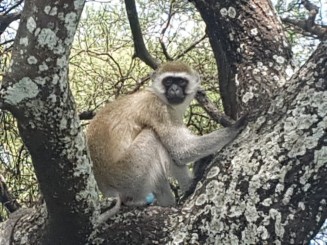 Safari în Tanzania