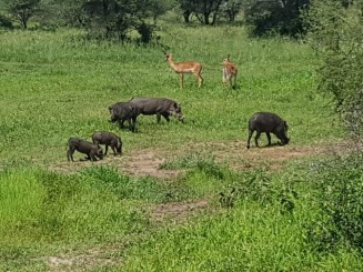 Safari în Tanzania