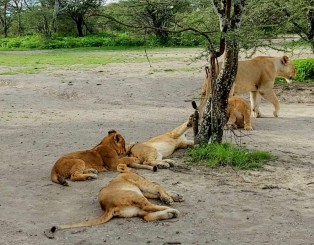 Safari în Tanzania