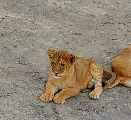 Safari în Tanzania